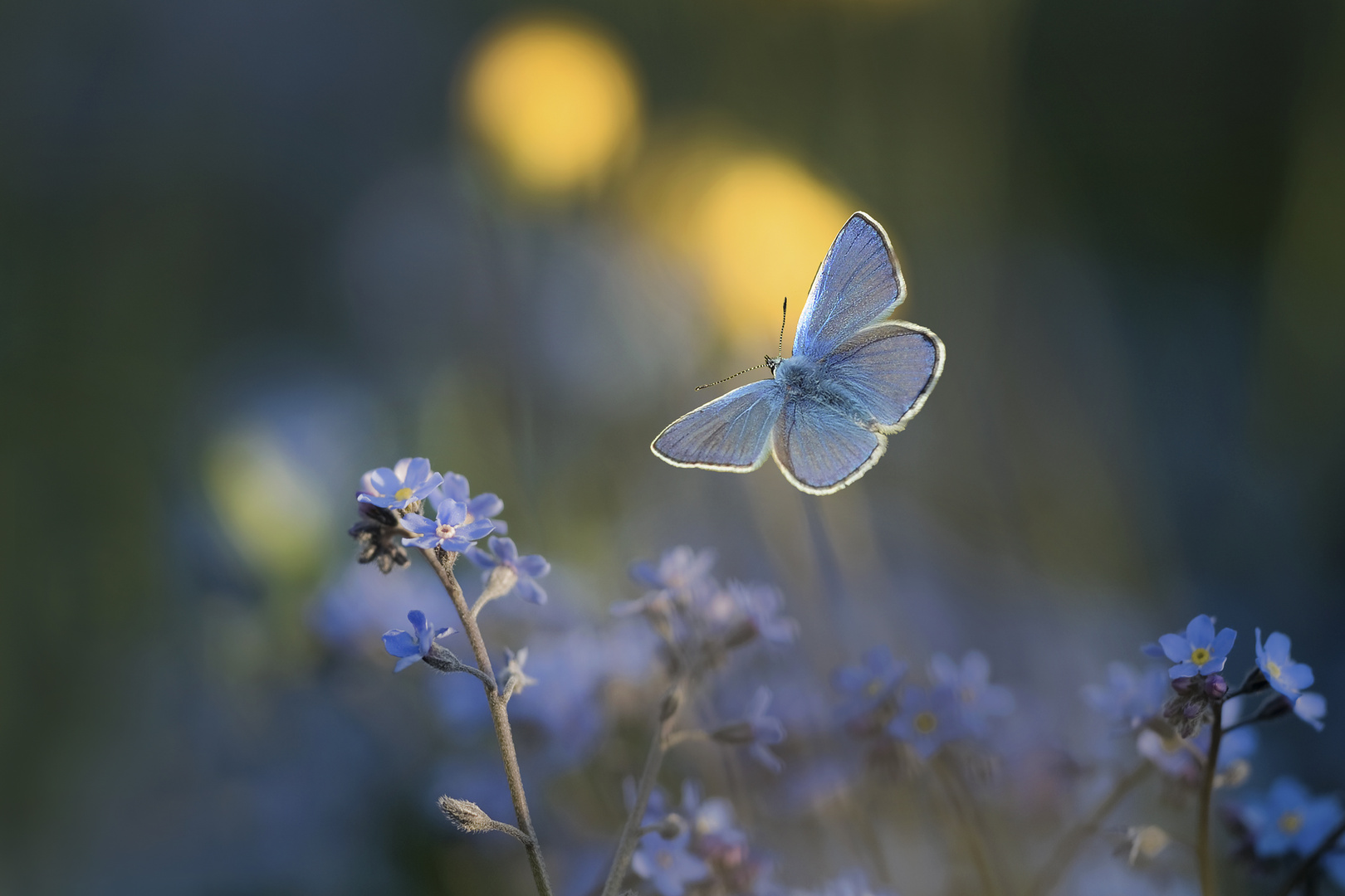 Poesie in Himmelblau