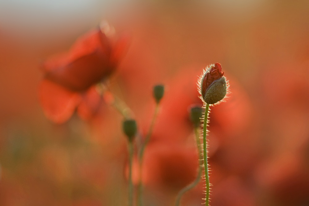 Poesie in ROT