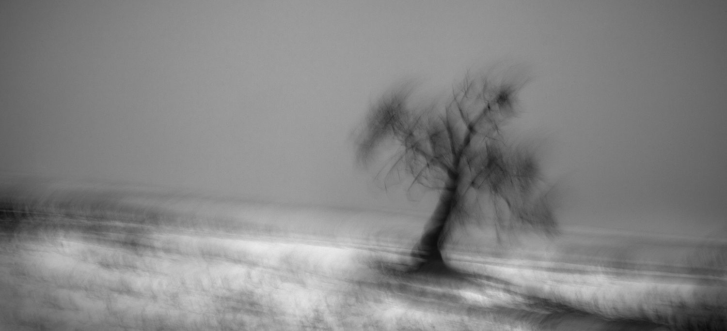 POETIC TREE [02|BW]