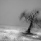 POETIC TREE [02|BW]