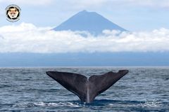 Poffwalfluke auf den Azoren vor dem Mount Pico