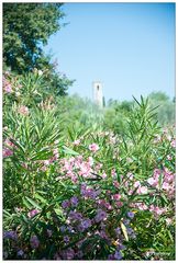 Poggibonsi - Tenuta La Cipresseta