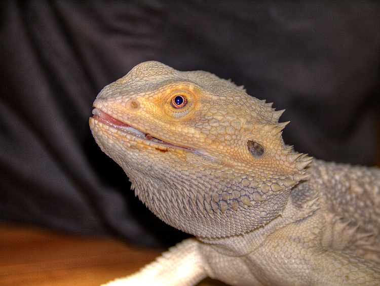 Pogona