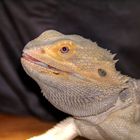 Pogona