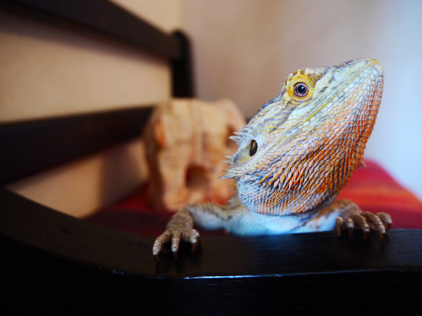 Pogona