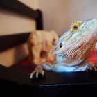 Pogona