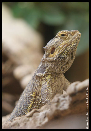 Pogona