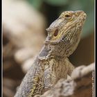 Pogona