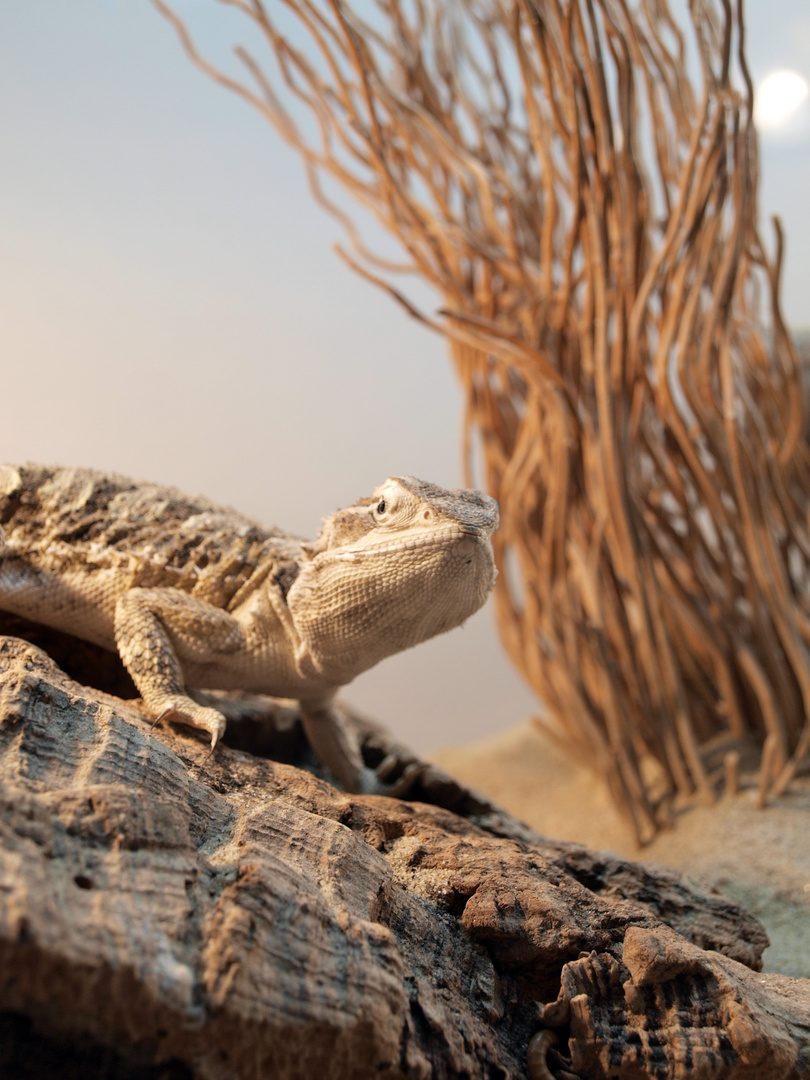 Pogona Henrylavsoni