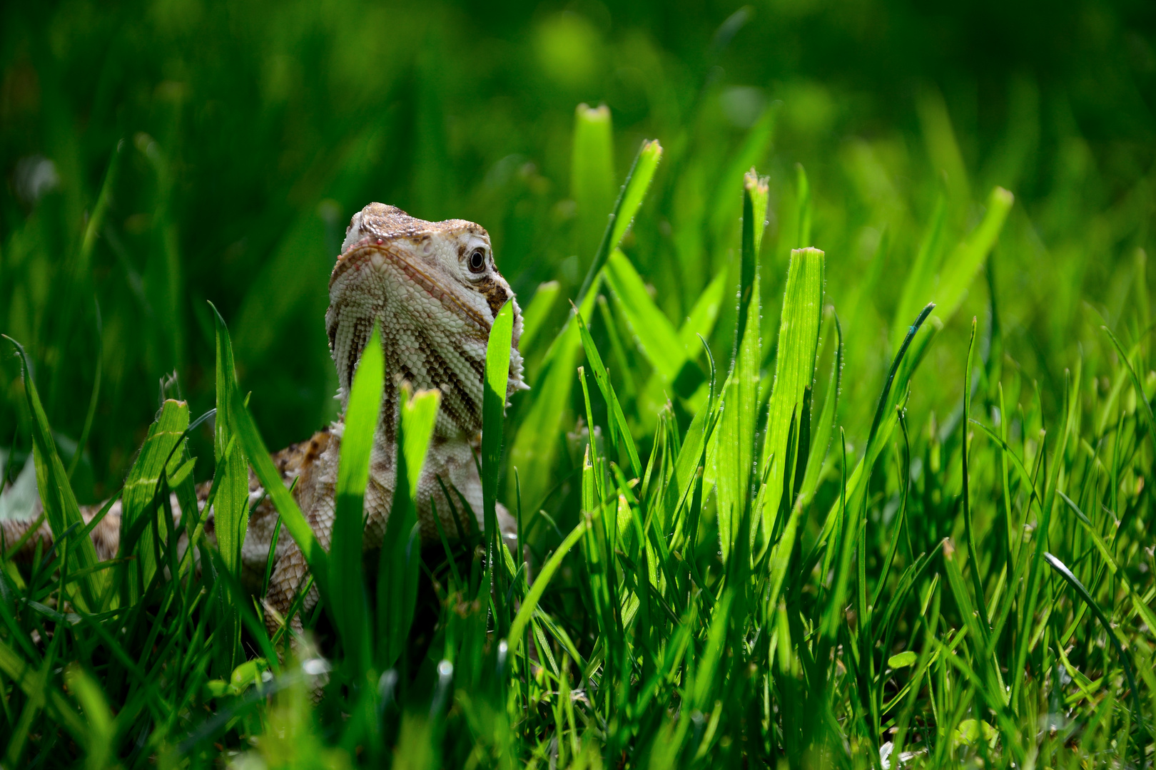 Pogona Henrylawsoni