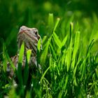 Pogona Henrylawsoni