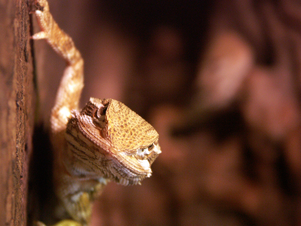 Pogona henrylawsoni (Zwergbartagame)