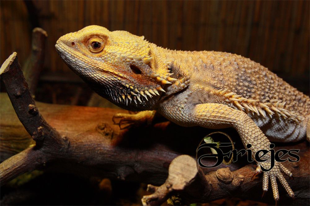 Pogona viticeps