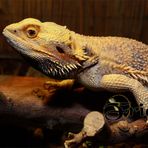 Pogona viticeps