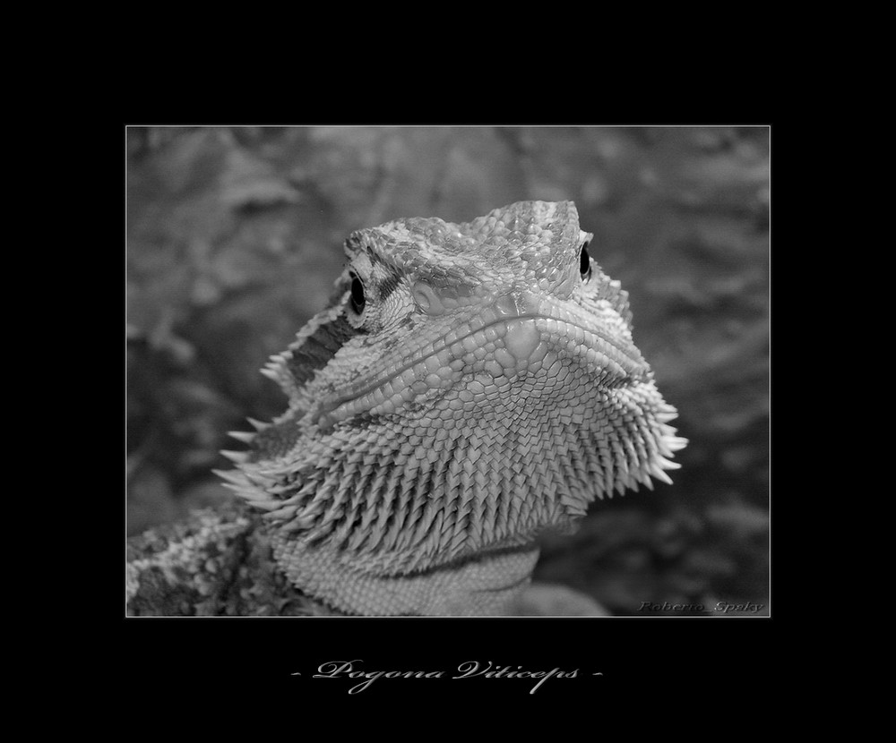 Pogona Viticeps