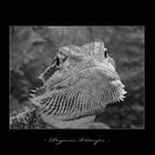 Pogona Viticeps