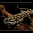 Pogona Vitteceps