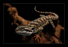 Pogona Vitteceps