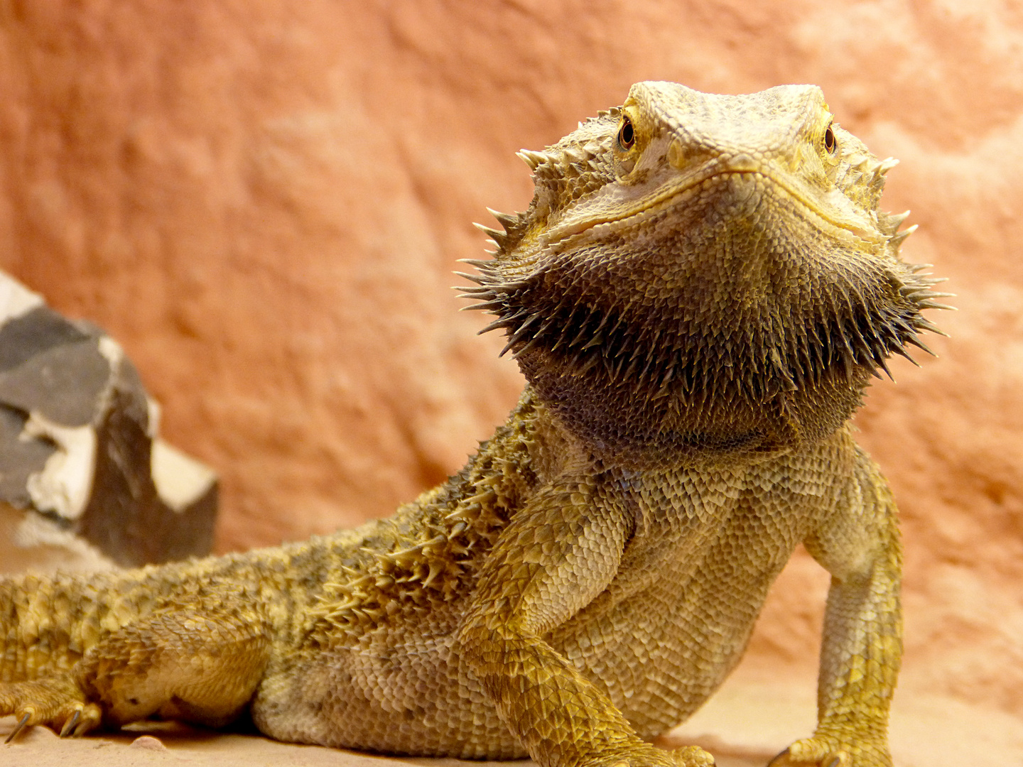 Pogona vitticeps 1.0