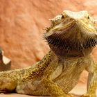 Pogona vitticeps 1.0