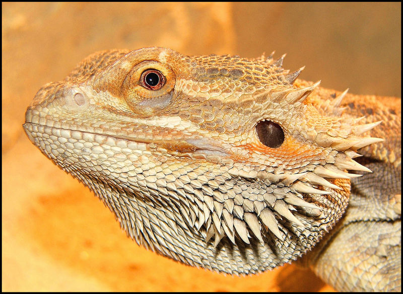 Pogona vitticeps