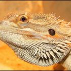 Pogona vitticeps