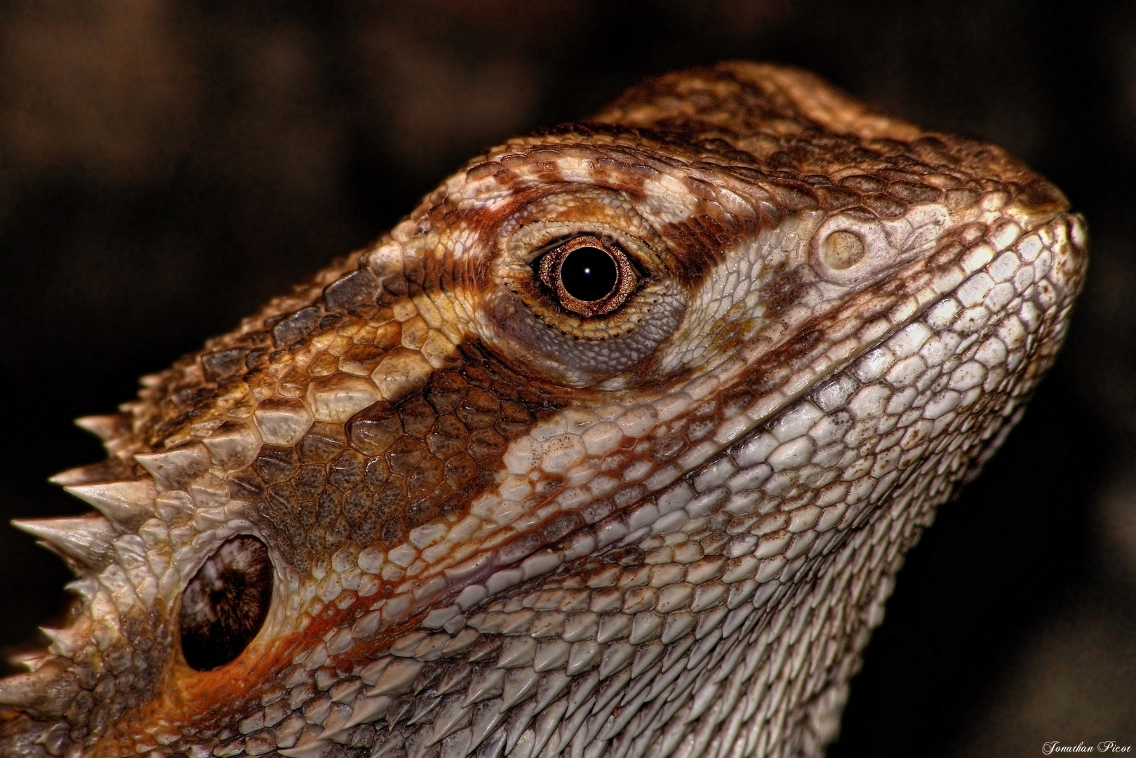 Pogona Vitticeps