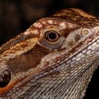 Pogona Vitticeps