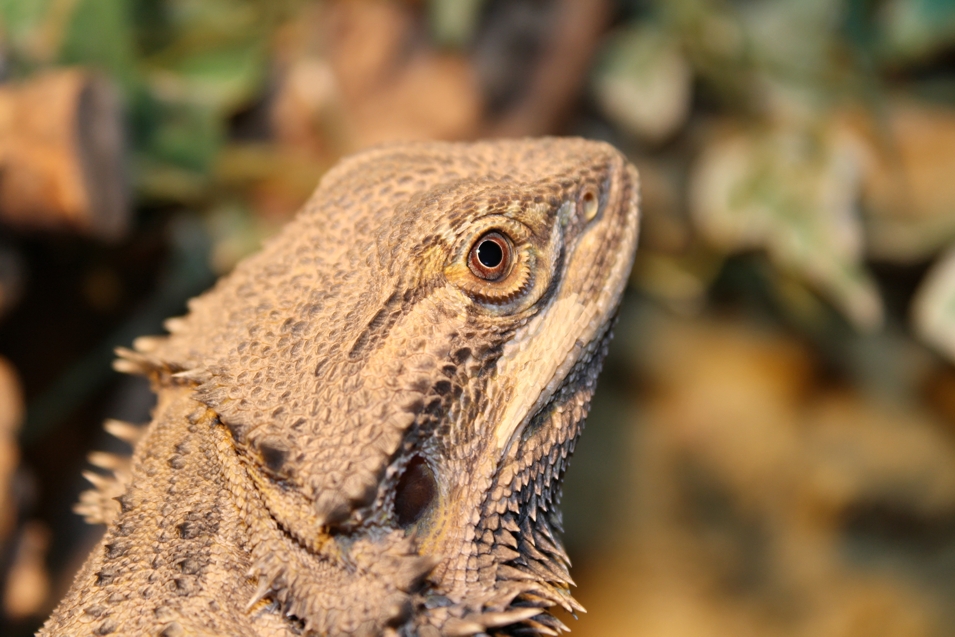 Pogona vitticeps