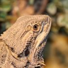 Pogona vitticeps