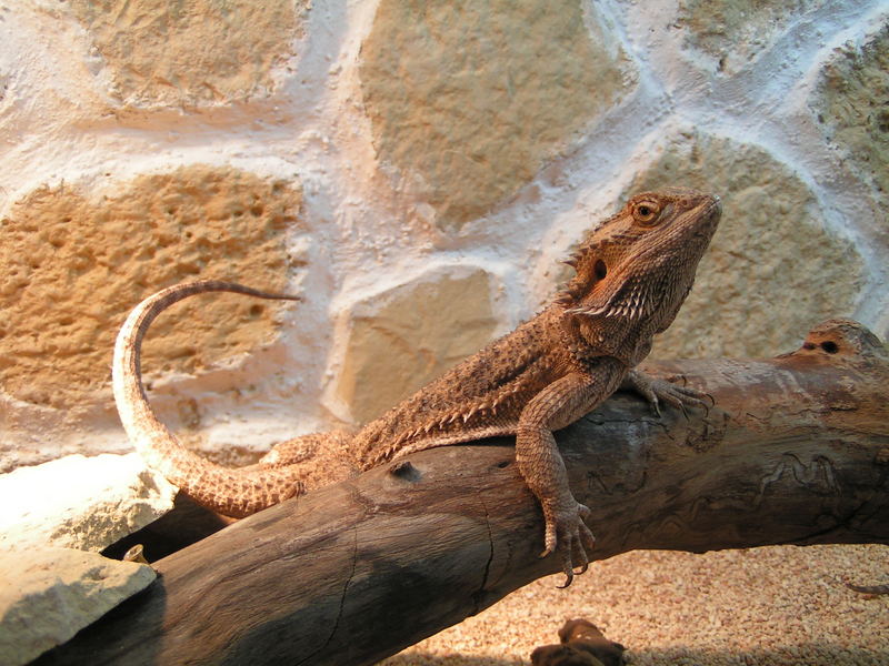 Pogona vitticeps