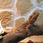 Pogona vitticeps