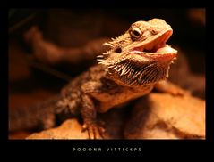 Pogona vitticeps