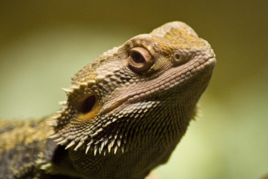 Pogona Vitticeps