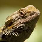 Pogona Vitticeps