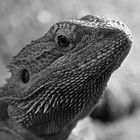 Pogona vitticeps