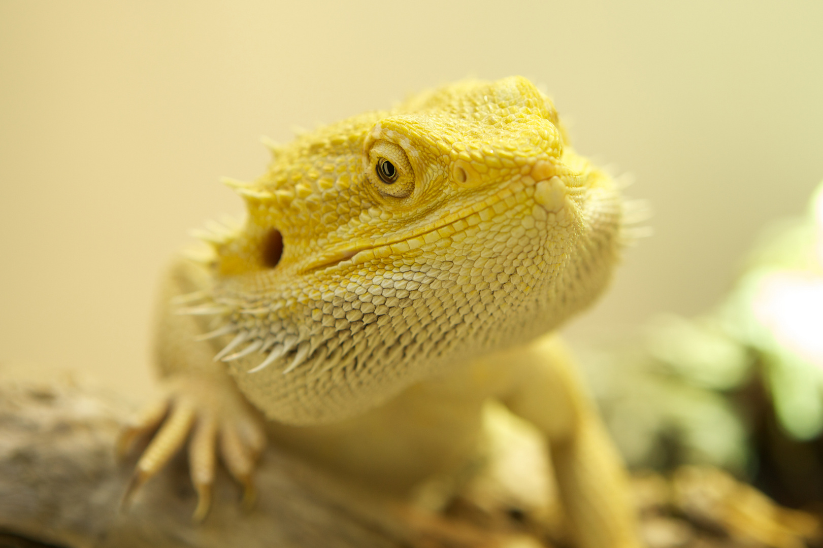 Pogona Vitticeps