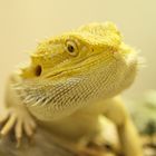 Pogona Vitticeps