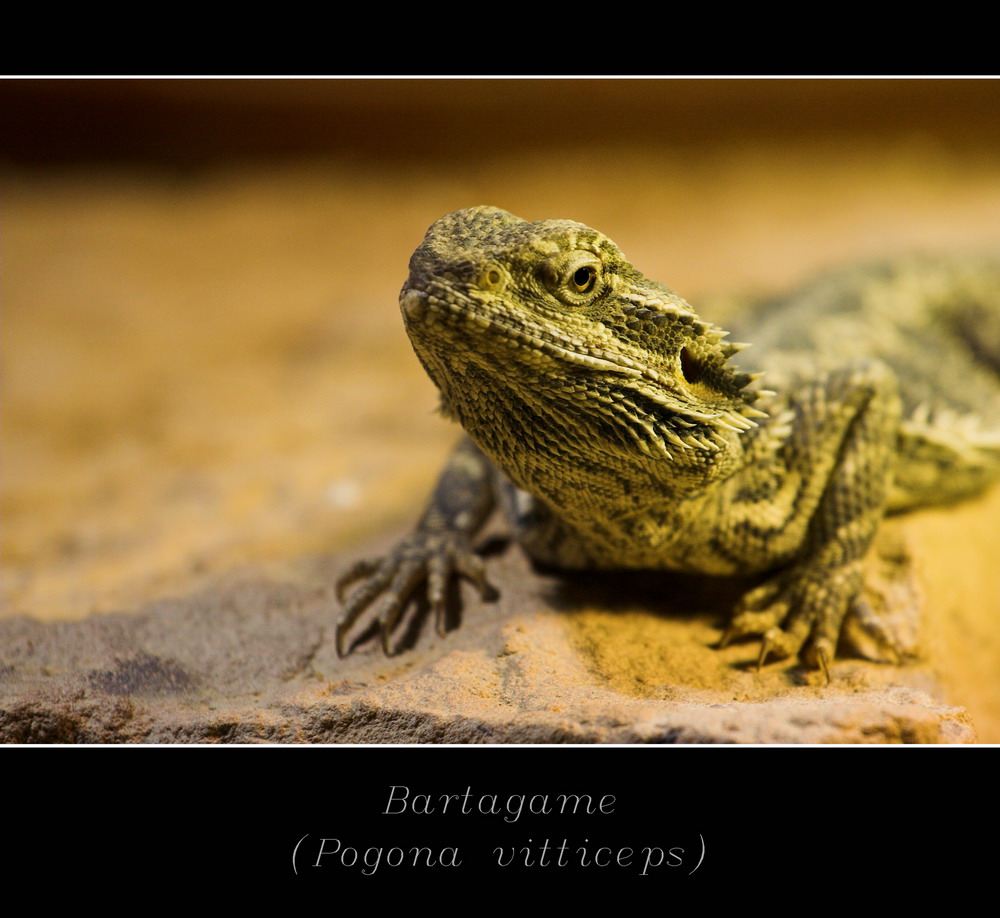 - Pogona vitticeps -