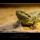 - Pogona vitticeps -