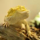 Pogona Vitticeps