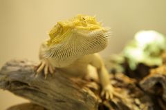 Pogona Vitticeps