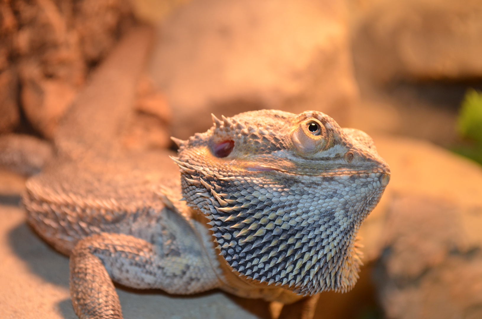 Pogona Vitticeps, Bartagame