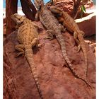 Pogona vitticeps - Bartagame