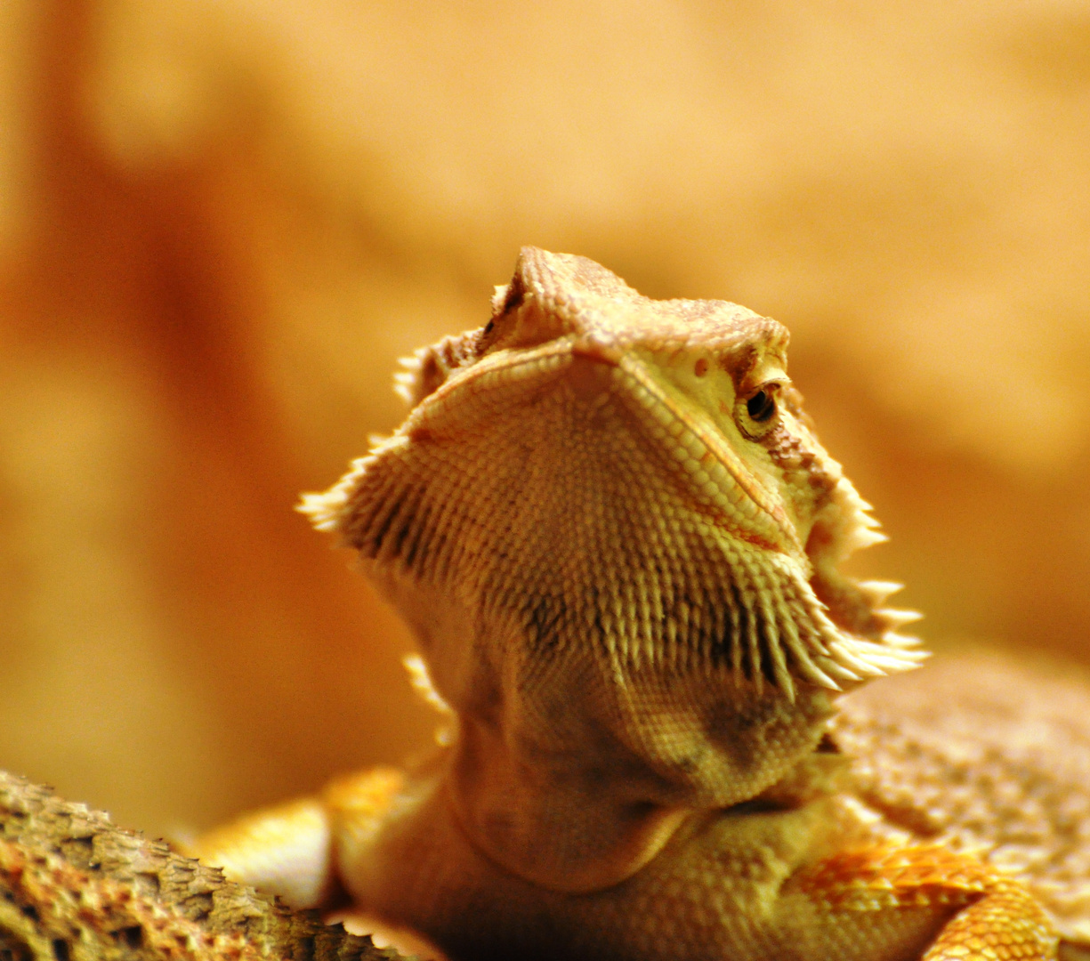 Pogona vitticeps - Bearded Dragon - junger Bartagamen Bock