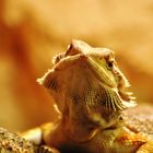 Pogona vitticeps - Bearded Dragon - junger Bartagamen Bock
