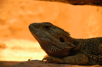 Pogona Vitticeps