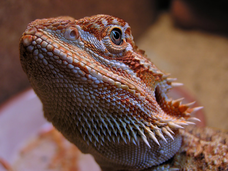 Pogona vitticeps sandfire