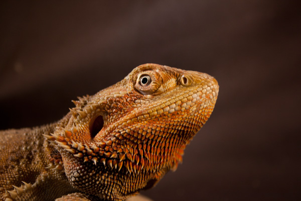 Pogona vitticeps "Suprise"