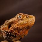 Pogona vitticeps "Suprise"